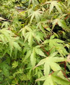 Pine Bark Maple - 15 Gal