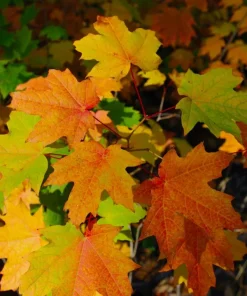 Sugar Maple - 7 Gal
